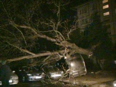 Дерево впало одразу на п’ять автівок - фото