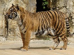 Тигр розірвав працівницю зоопарку