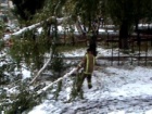На Луганщині сніг повалив багацько дерев