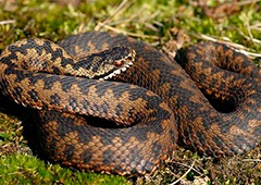 На Івано-Франківщині почастішали випадки укусів людей зміями - фото