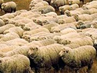 На Луганщині окупанти розстріляли отару овець, більшість туш забрали