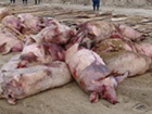 Під Києвом спалах африканської чуми свиней