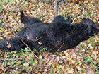 В Хабаровському краю мисливець та ведмідь вбили один одного