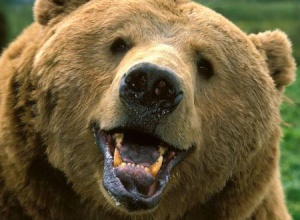 В Примор’ї ведмідь напав на двох дітей - фото