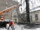 У Харкові через снігопад впали тисячі дерев