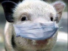 У Шостці зафіксовано спалах африканської чуми свиней