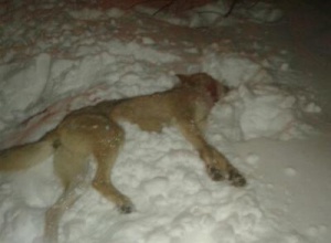 На Чернігівщині на чоловіка напав скажений вовк - фото