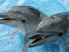 Суд арештував майно Київського дельфінарію «Немо»