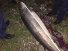 На Одещині браконьєри виловили 2,5-метрову білугу