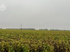 На Житомирщині аграрії вирощували зерно на радіоактивно забруднених землях