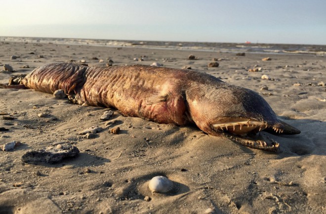 загадкове зубате створіння на пляжі в Техасі на фото 1