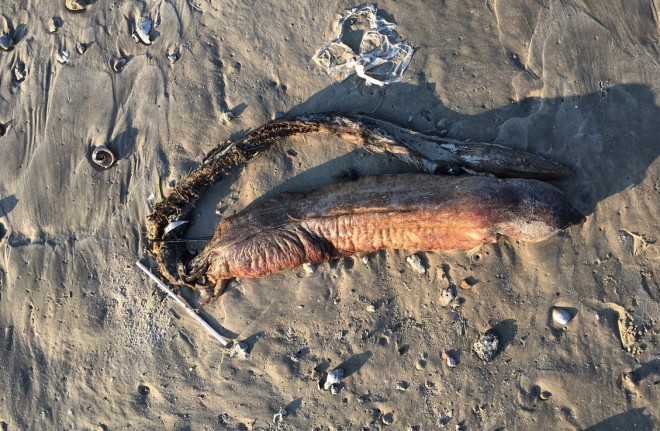 загадкове зубате створіння на пляжі в Техасі на фото 2