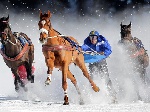 В Гидропарке состоятся соревнования по конному скиджорингу