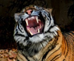 В Одесском зоопарке тигр покусал посетителя - фото