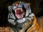 В Одесском зоопарке тигр покусал посетителя