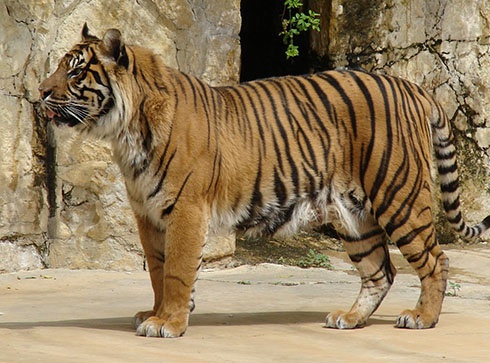 Тигр разорвал работницу зоопарка - фото