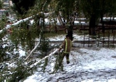 На Луганщине снег повалил немало деревьев - фото