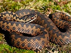 На Ивано-Франковщине участились случаи укусов людей змеями