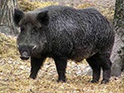 В Киевской и Житомирской областях обнаружена африканская чума свиней