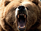 В России медведь цапнул за руку посетительницу кафе