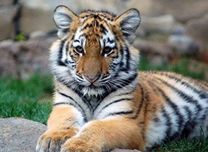 Убили путинского тигренка - фото