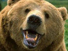 В Приморье медведь напал на двух детей