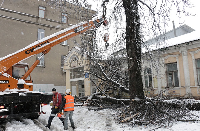 В Харькове из-за снегопада упали тысячи деревьев - фото