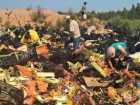 В России за год уничтожили 7,5 тыс тонн санкционных продуктов
