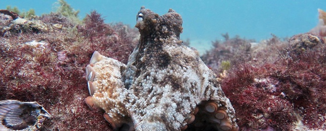 В Австралии ученые обнаружили «город» осьминогов - фото