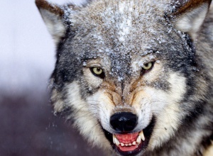 Волчица напала на жителей н.п. на Черниговщине - фото
