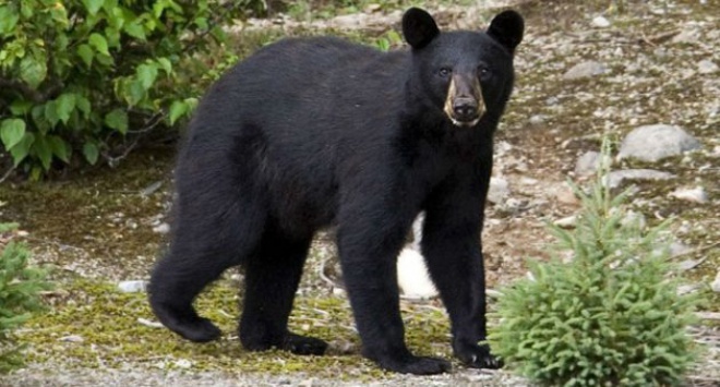 Заблудившийся в лесу мальчик рассказал, что ему помог медведь - фото
