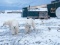 В Архангельской области нашествие белых медведей на населенные пункты: гоняются за людьми и заходят в подъезды