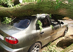 З-за можливого шторму у Києві водіїв закликають не ставити машини під деревами - фото