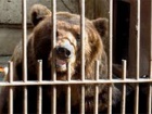 У Росії ведмідь відірвав руку п′яному (відео)