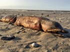 Загадкового зубатого монстра викинуло на берег після урагану «Харві»
