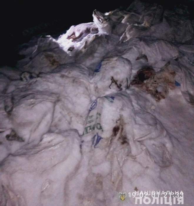 Трупи свиней з африканською чумою просто викинули на пустир у Харкові - фото