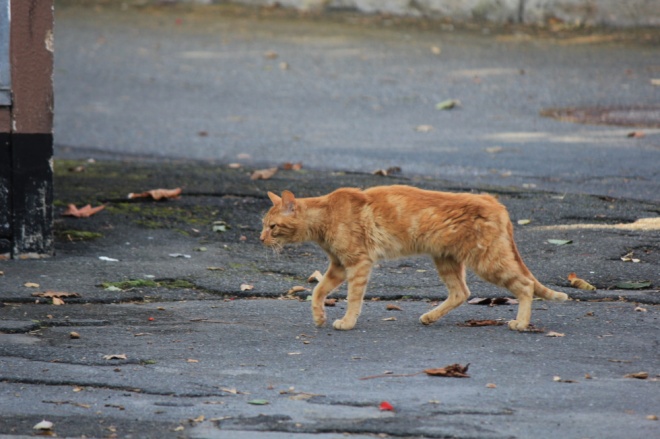 В Києві виявили сказ у безпритульної кішки - фото