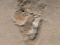 Найдавніші відбитки ніг перед-людини виявлені на Криті