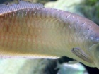 Хто перший предок сучасних риб?