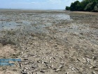 На Дніпропетровщині масово гине риба