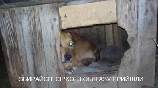продай собаку - заплати на газ (Евгений Брагарь) фотожаба 1
