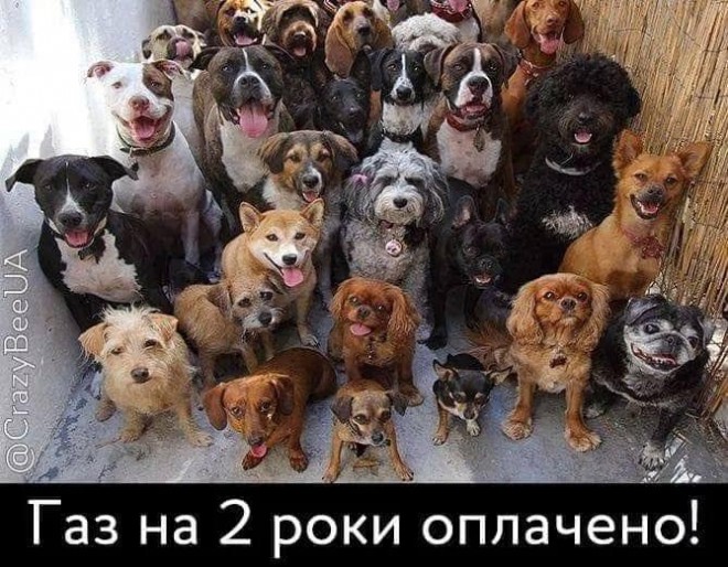 продай собаку - заплати на газ (Евгений Брагарь) фотожаба 22