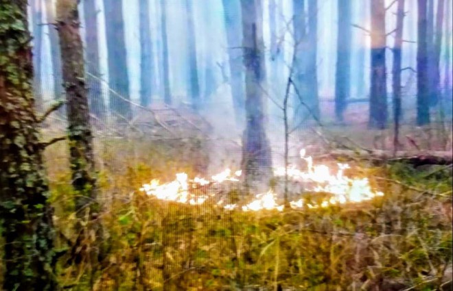 лес поджог на фото