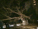Дерево упало сразу на пять автомобилей