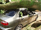 Из-за возможного шторма в Киеве водителей призывают не ставить машины под деревьями
