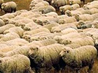 На Луганщине оккупанты расстреляли стадо овец, большинство тушь забрали