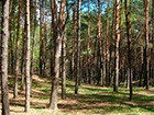 У родственника Арбузова забрали 18 га леса