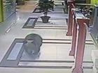 В Хабаровске медведь ворвался в торговый центр [видео]