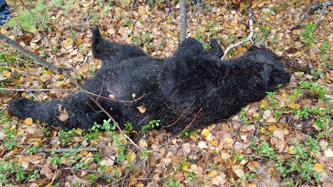 В Хабаровском крае охотник и медведь убили друг друга - фото