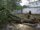 В Одессе дерево упало и убило человека
